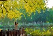 中国性成人在线视频-中国网络文化新视角，成人内容平台的规范与影响